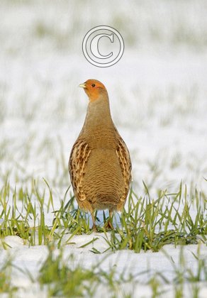 Grey Partridge in the Snow DM1402
